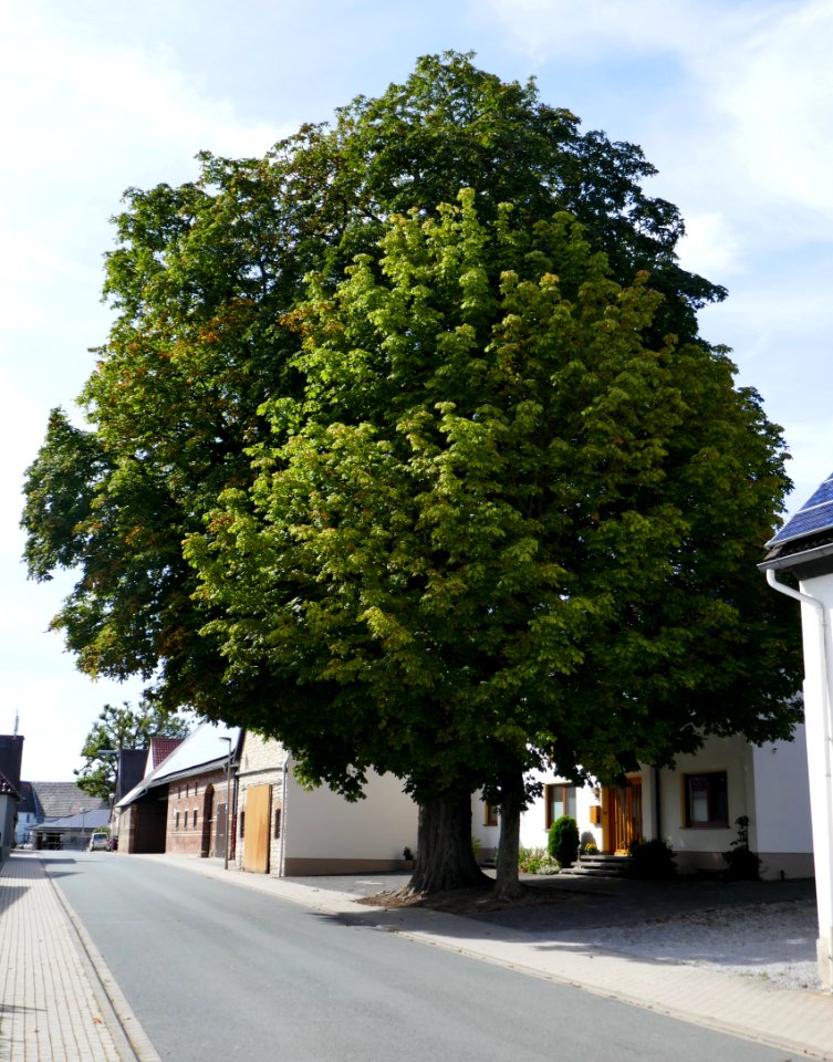 Leiberg - Kastanie an der Hauptstraße