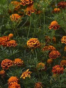 Marigold color garden photo