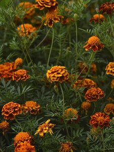 Marigold color garden