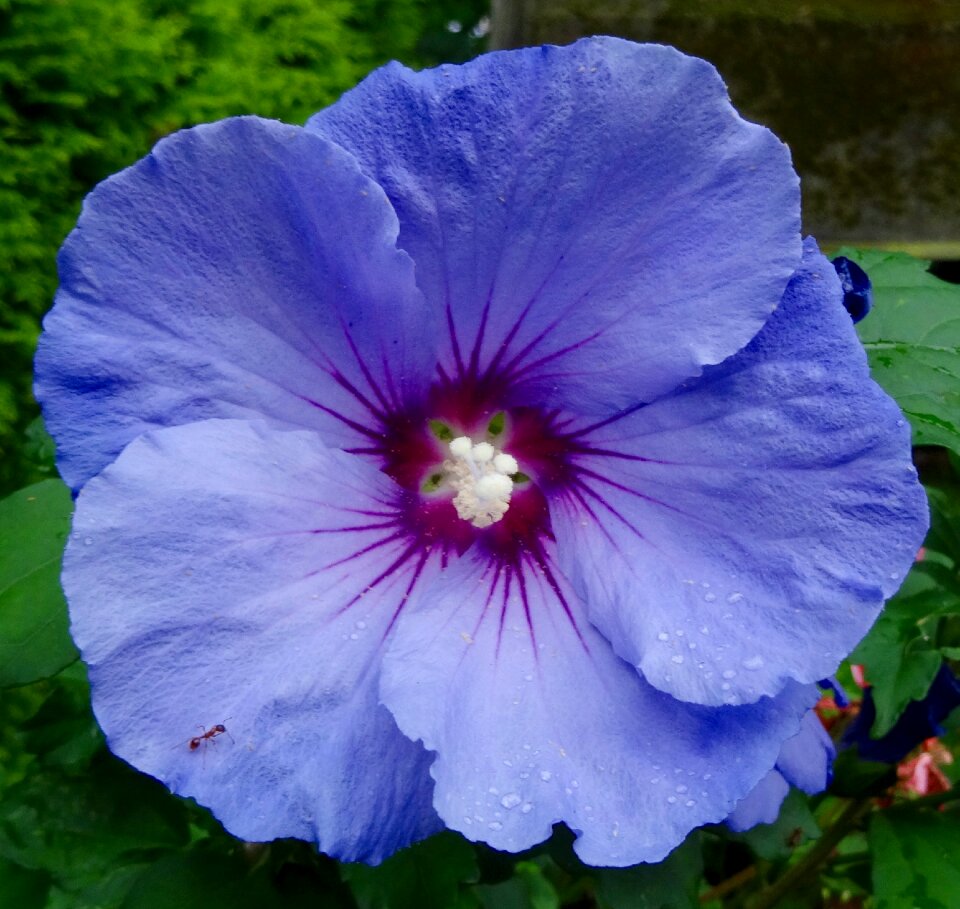 Violet plant flower