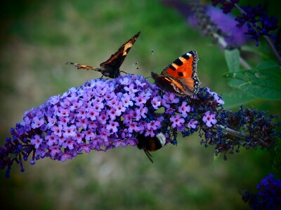 Flower nature flying insects photo