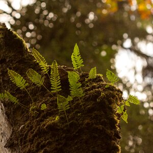Forest fern plant close up