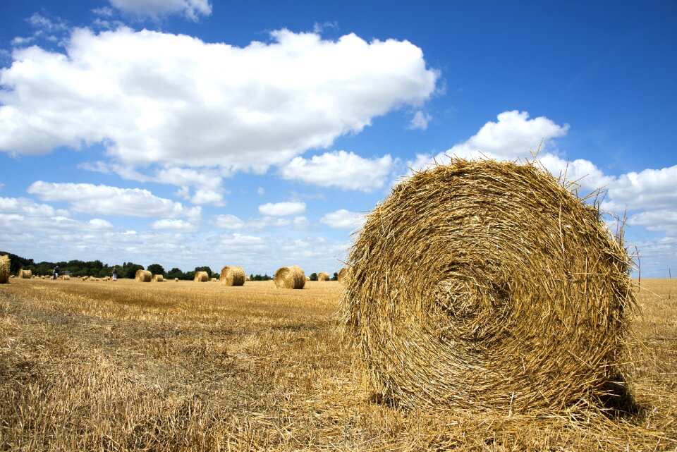 Hay summer rustic landscape