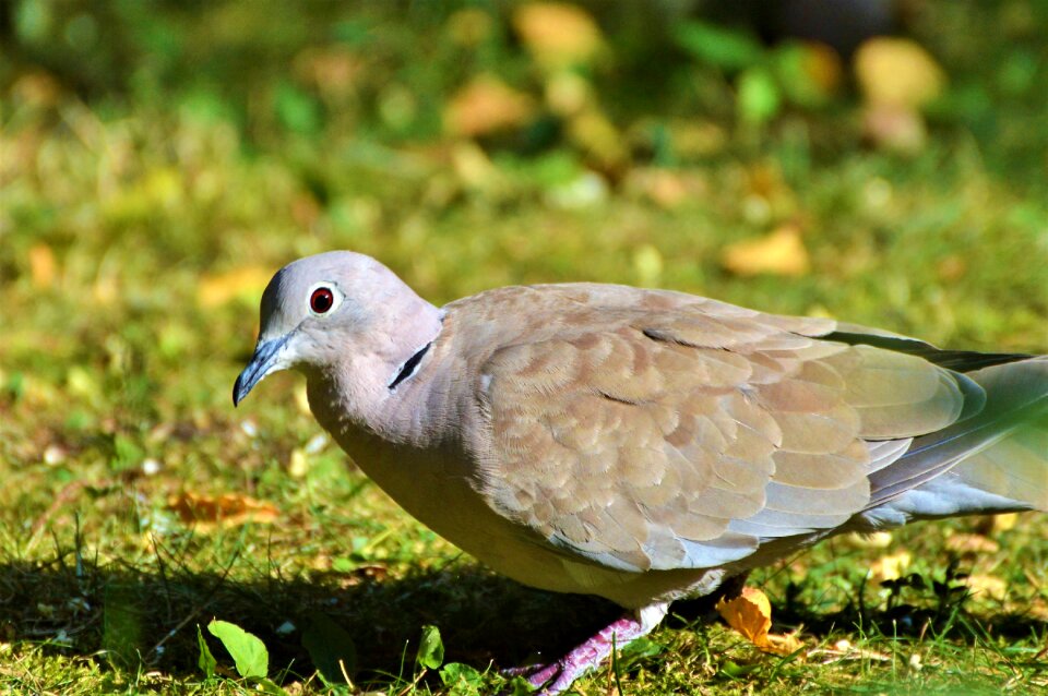 City pigeon foraging poultry