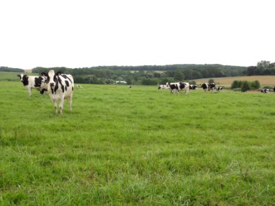 Leintrey (M-et-M) paysage