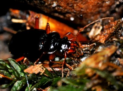 Leistus-rufomarginatus-04-fws