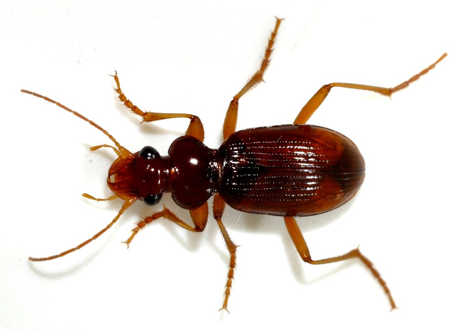 Leistus-ferrugineus-06-fws
