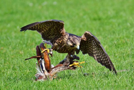 Access raptor wild animal photo