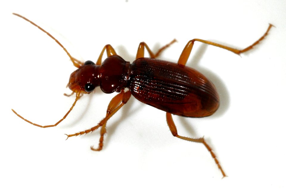 Leistus-ferrugineus-05-fws