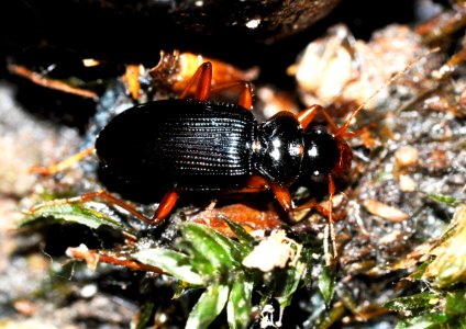 Leistus-rufomarginatus-03-fws