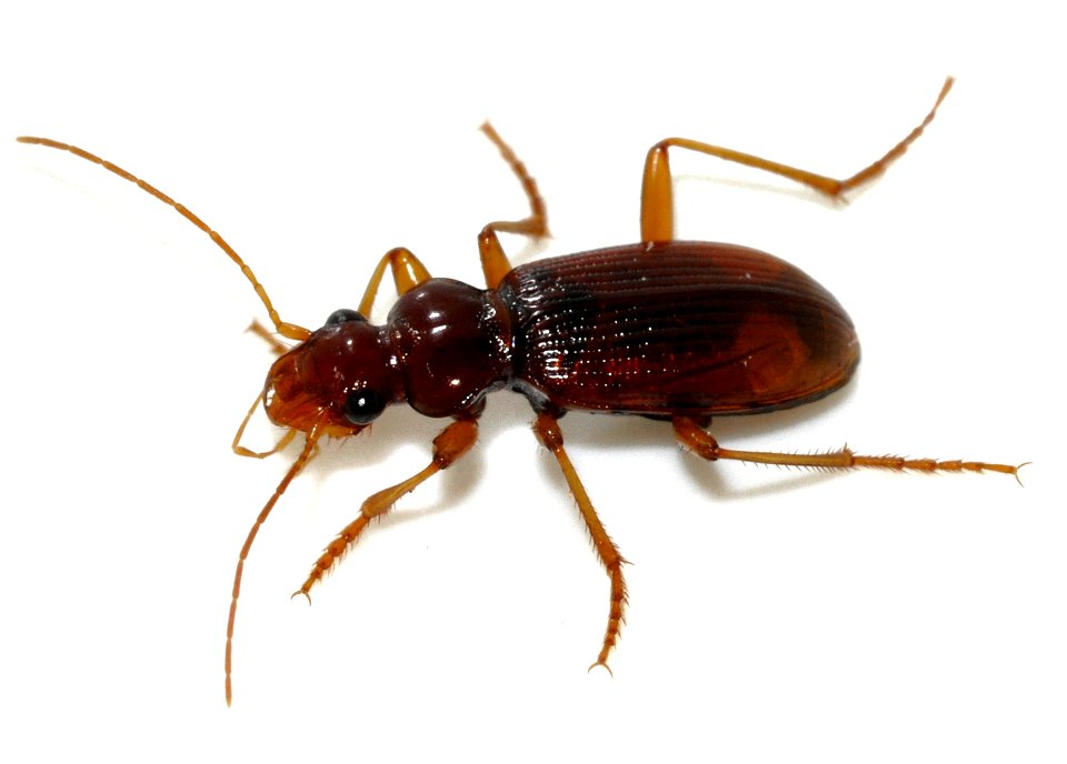 Leistus-ferrugineus-01-fws
