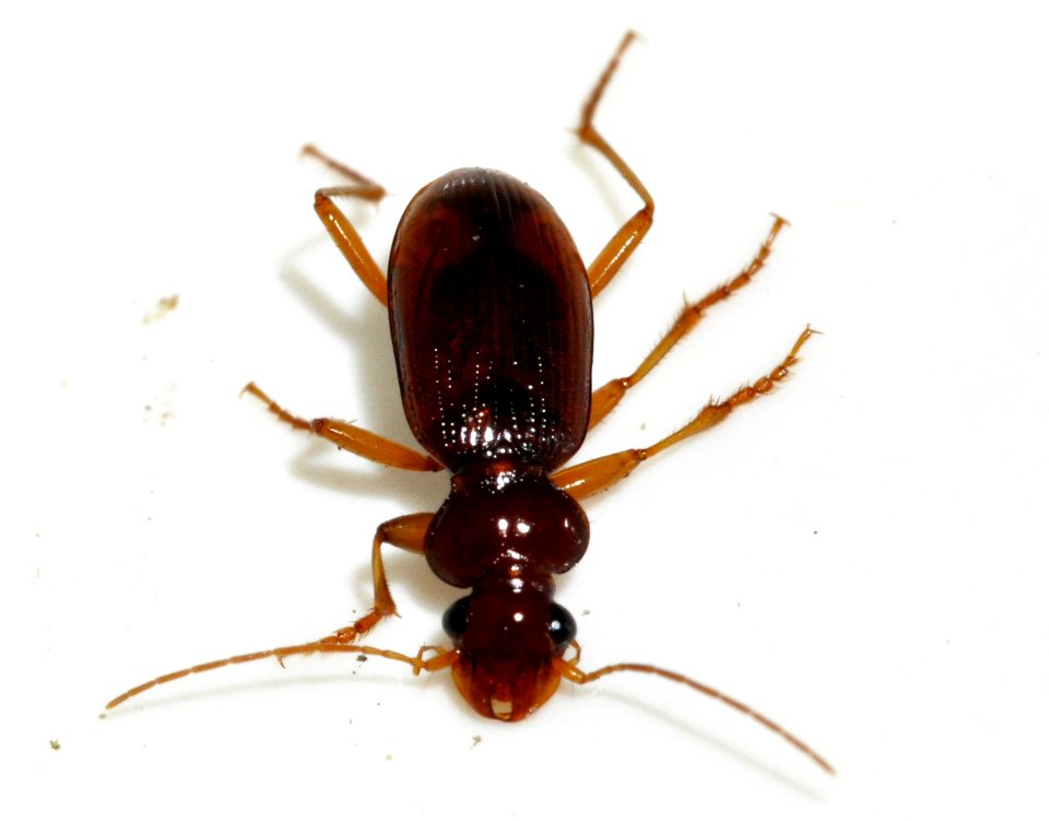 Leistus-ferrugineus-04-fws