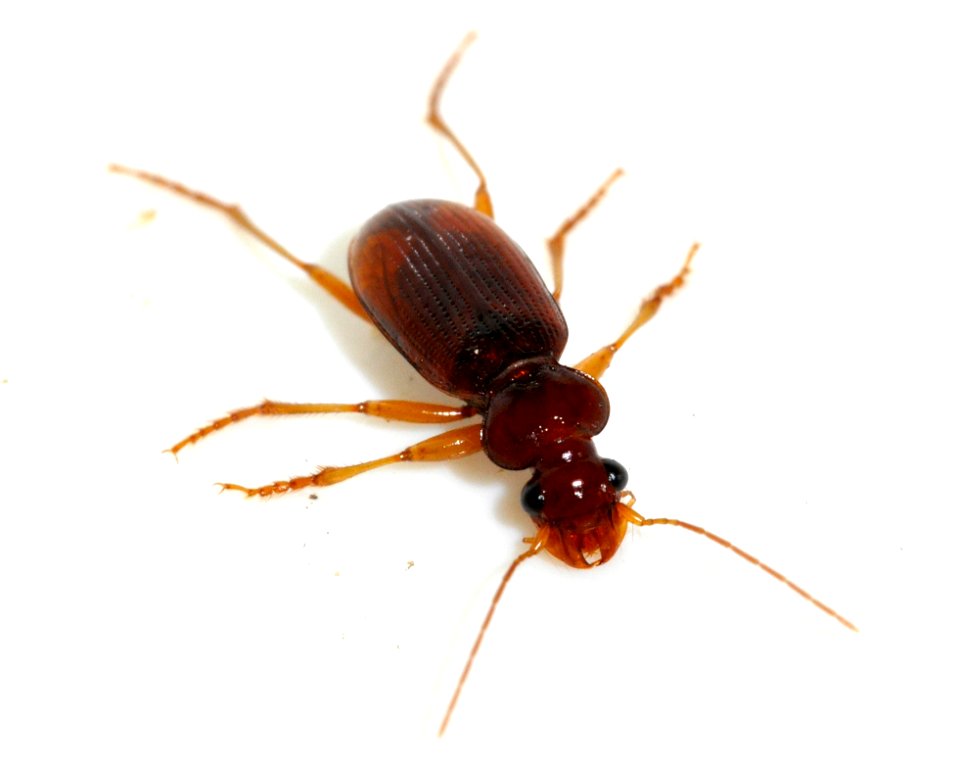 Leistus-ferrugineus-02-fws
