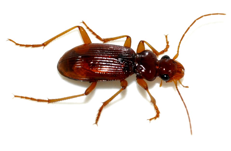 Leistus-ferrugineus-07-fws