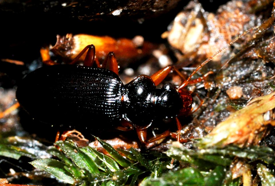 Leistus-rufomarginatus-02-fws