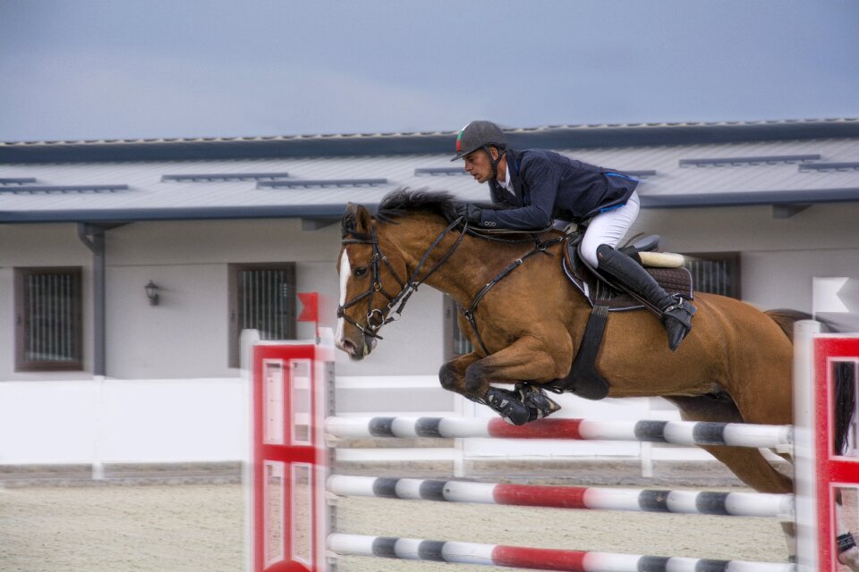 Animal racing action