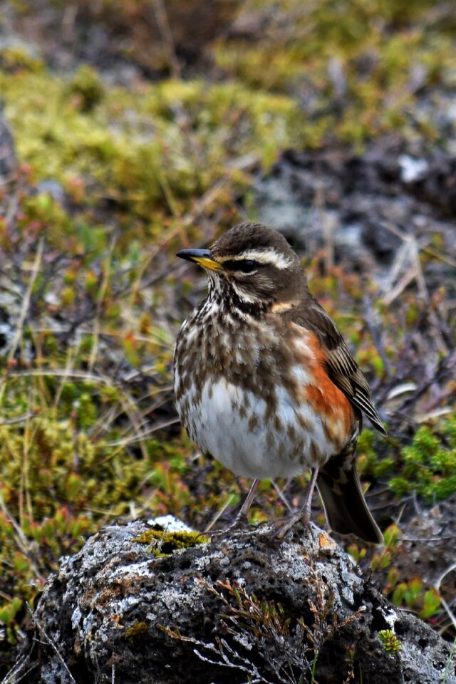 Wild life bird turdus