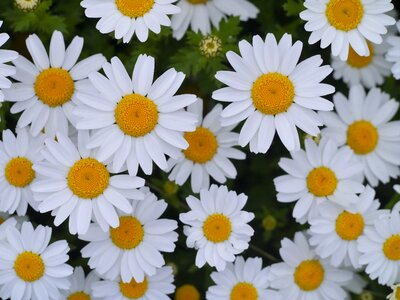 Gregariousness one side flower garden