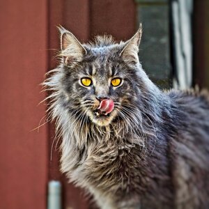 Domestic cat cat tongue head