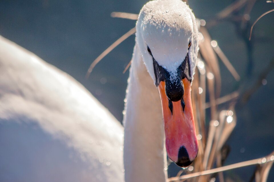 Duck animal wildlife