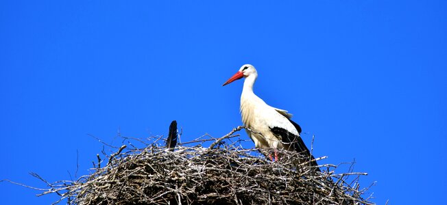 Storchennest rattle stork sky photo