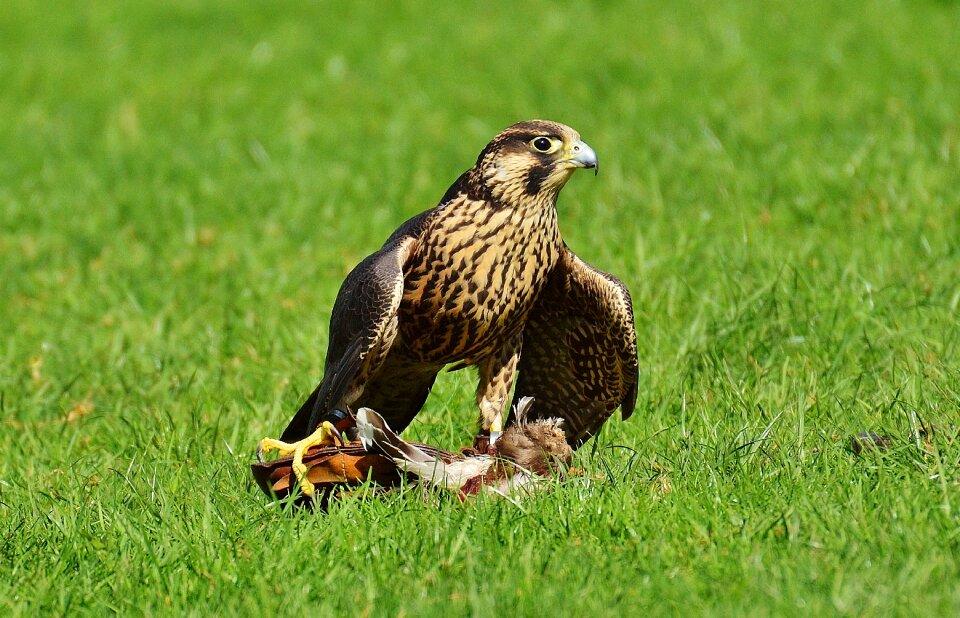 Access raptor wild animal