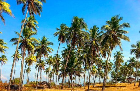 Paradise sky trees
