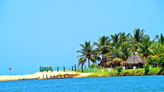 Beach coconut tree paradise photo