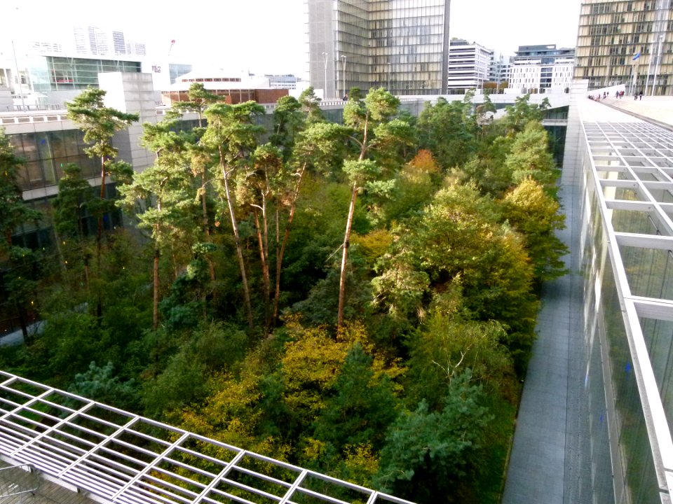 La forêt au milieu des livres - Paris