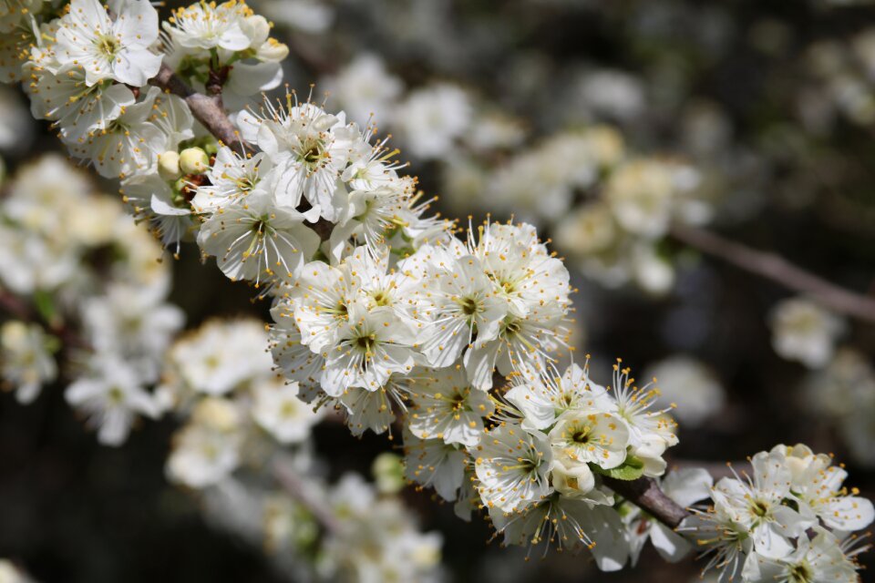 Flora branch blooming