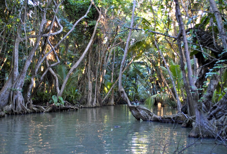 Caribbean river tropical