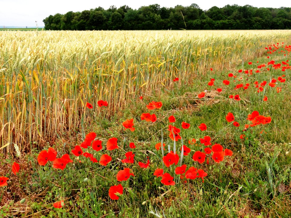 La Malmaison (Aisne) coquelicots au long d'un champ de blé