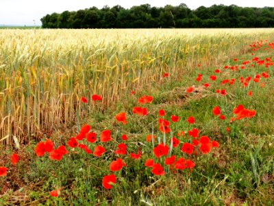 La Malmaison (Aisne) coquelicots au long d'un champ de blé