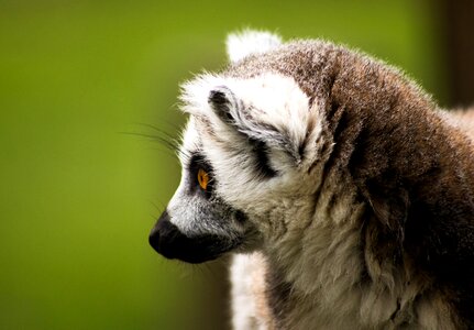 Lemur animal nature photo