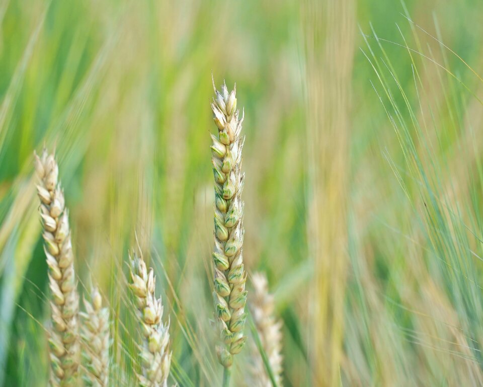 Field cornfield spike
