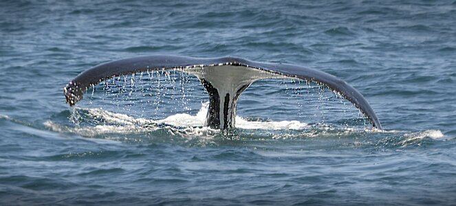 Ocean mammal fish photo