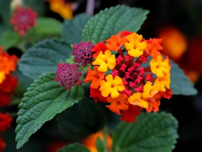 Floral plant color photo