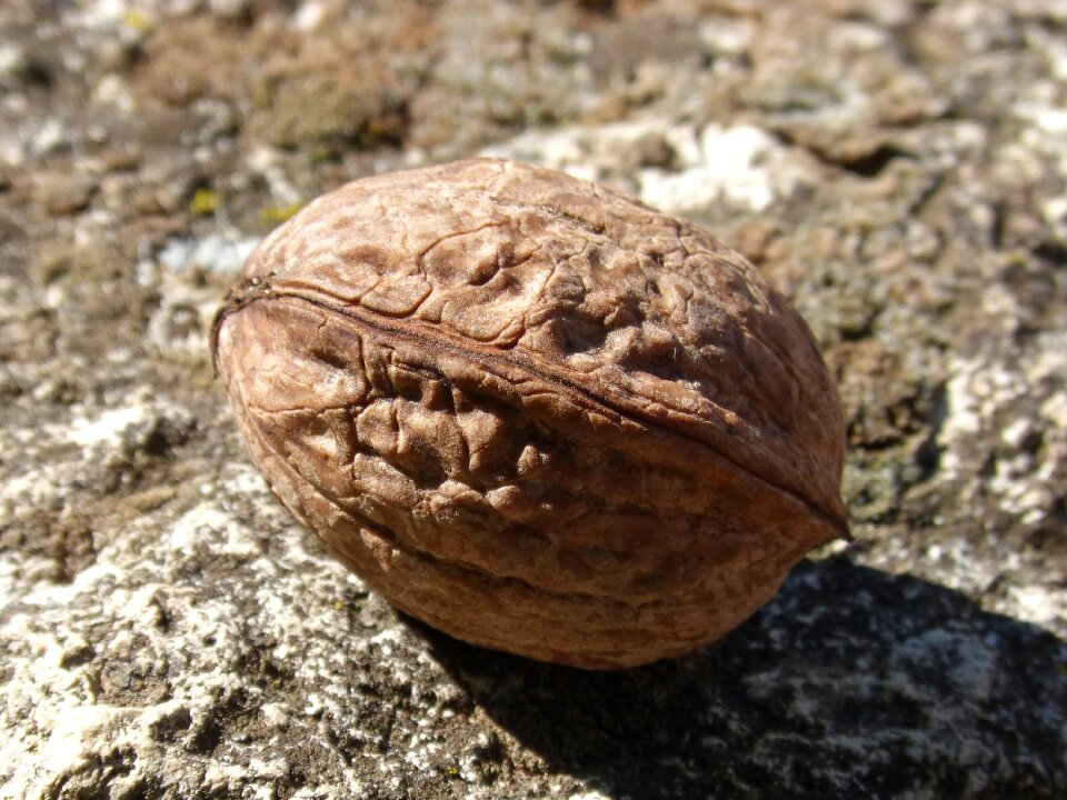 Autumn shell dried fruits