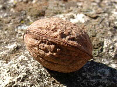 Autumn shell dried fruits