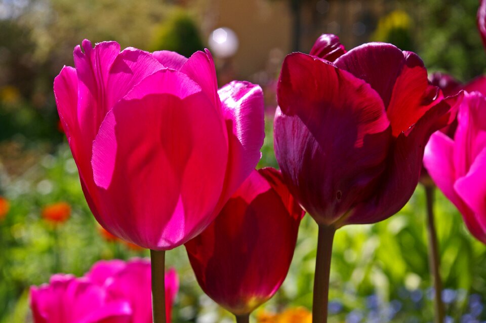 Flower spring nature