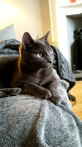 Cat grey sitting photo
