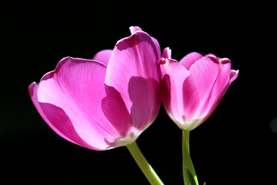 Flower floral bright