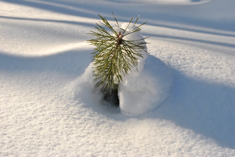 Sun young spruce snowdrift