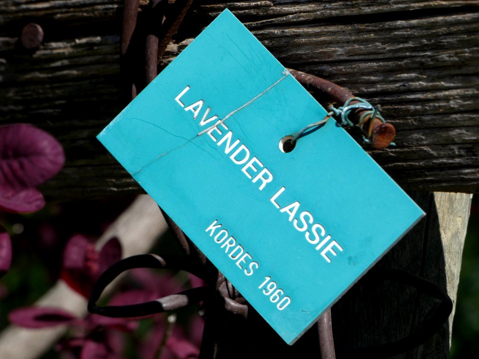 La Mulatière - Jardin de La Bonne Maison - Étiquette Lavender Lassie