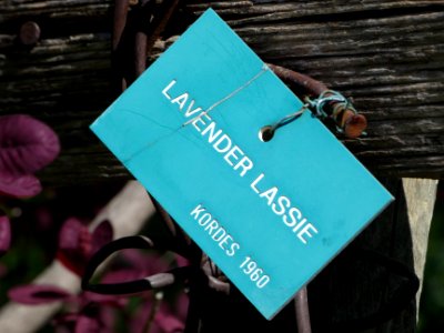 La Mulatière - Jardin de La Bonne Maison - Étiquette Lavender Lassie