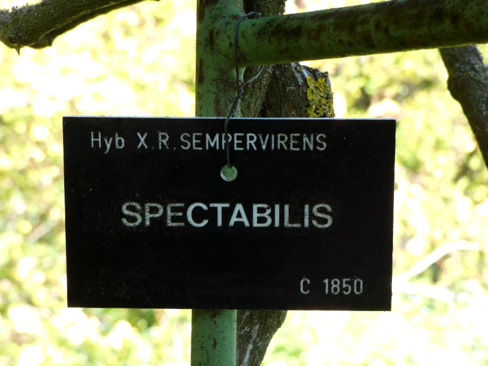 La Mulatière - Jardin de La Bonne Maison - Étiquette Spectabilis