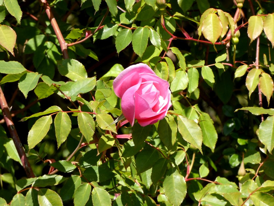 La Mulatière - Jardin de La Bonne Maison 09