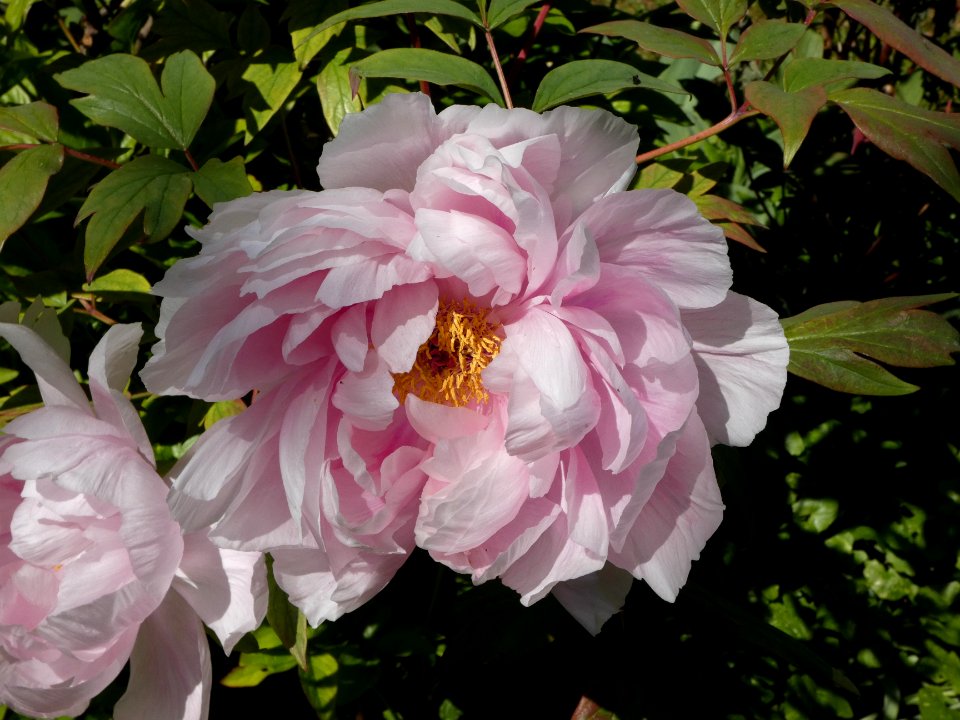 La Mulatière - Jardin de La Bonne Maison 08