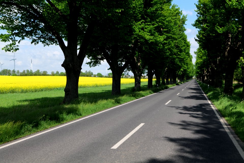L15 Avenue in Gollmitz 2021-05-29 50