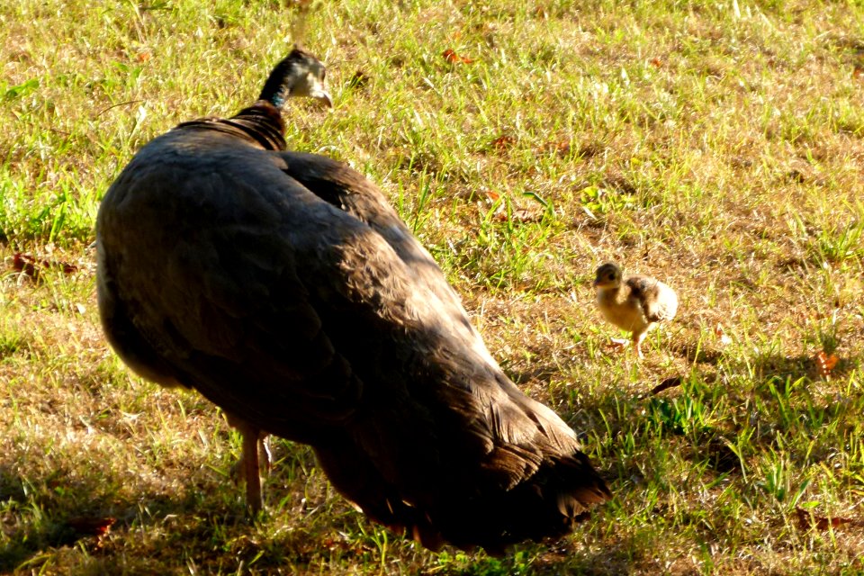 La paonne et son petit au Jardin de Bagatelle